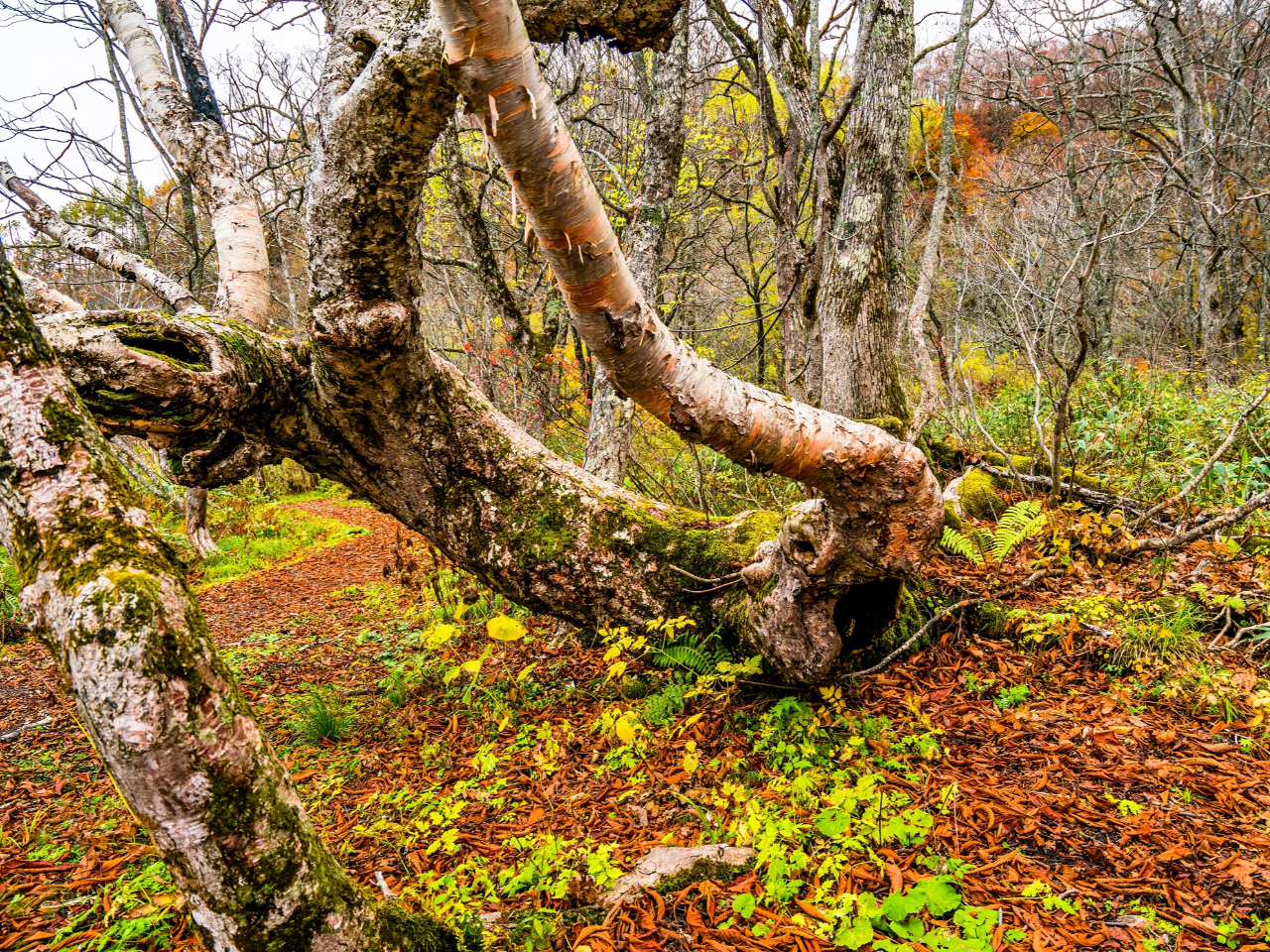 ԑqR[Vł肨ۂy߂܂Bi500m^10AO2,000m^30j