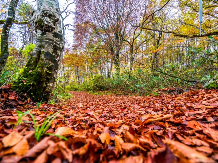 ԑqR[Vł肨ۂy߂܂Bi500m^10AO2,000m^30j