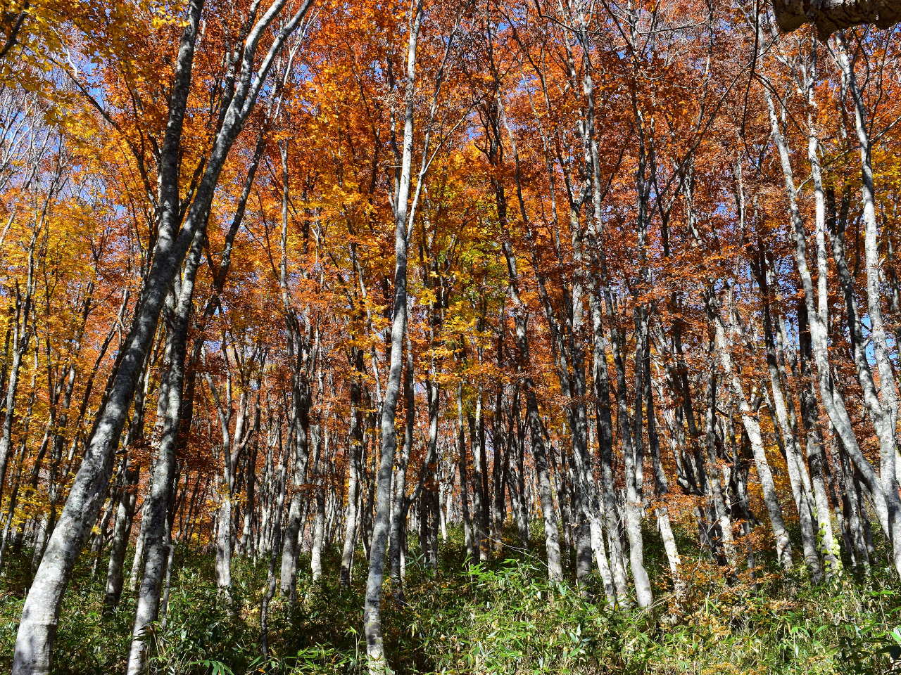 ԑqR[Vł肨ۂy߂܂Bi500m^10AO2,000m^30j