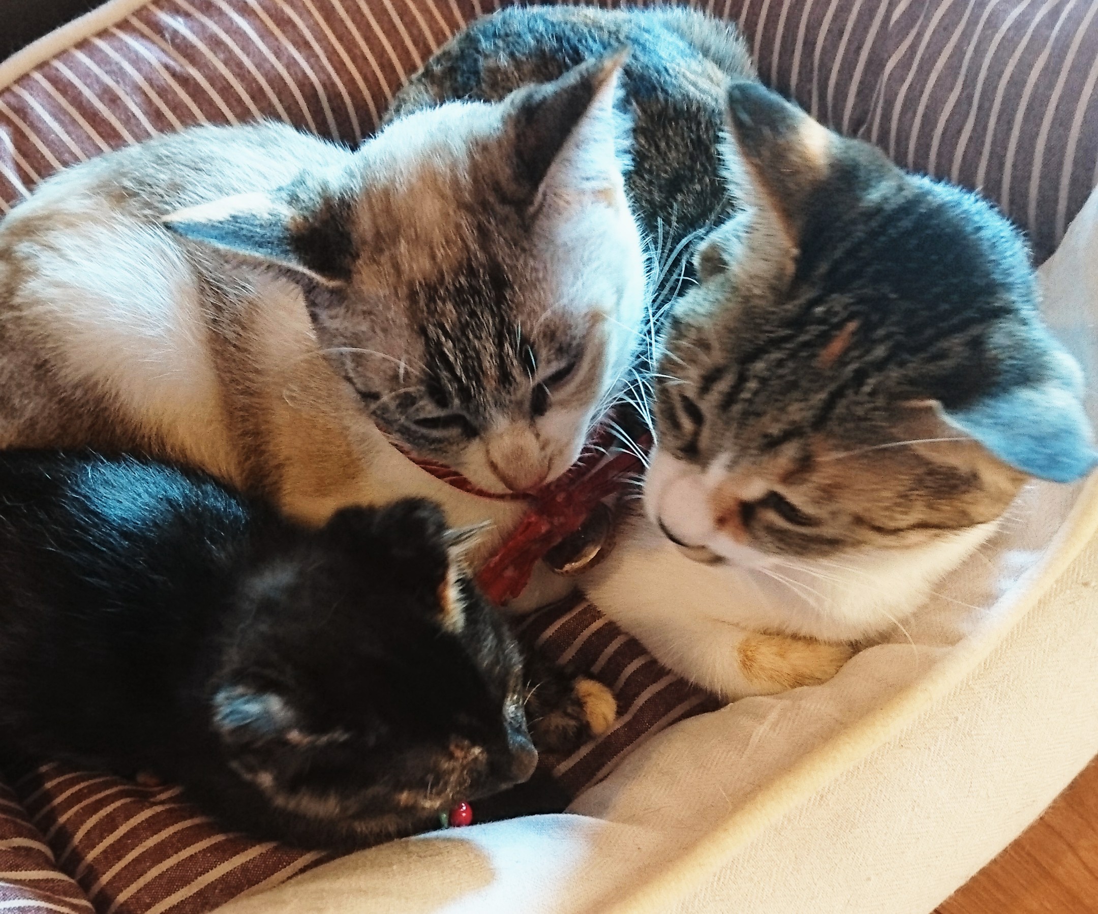 じゃらん限定 ねこカフェ体験 じゃらん限定 ねこカフェ体験