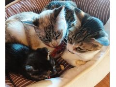 ねこカフェ ハンドメイド雑貨 Five Cats 予約 アクセス 割引クーポン じゃらんnet