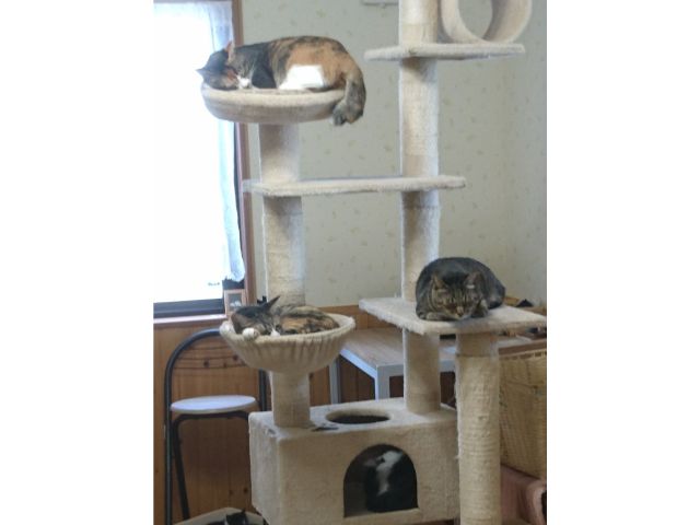 じゃらん限定 ねこカフェ体験 ねこカフェ ハンドメイド雑貨 Five Cats じゃらん遊び体験 じゃらん限定 ねこカフェ体験 ねこカフェ ハンドメイド雑貨 Five Cats じゃらん遊び体験