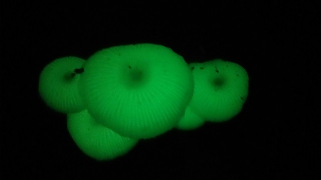 運が良ければ、光るキノコグリーンぺぺに出会えます!