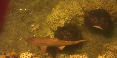 トビウオ桟橋、サメとエイ