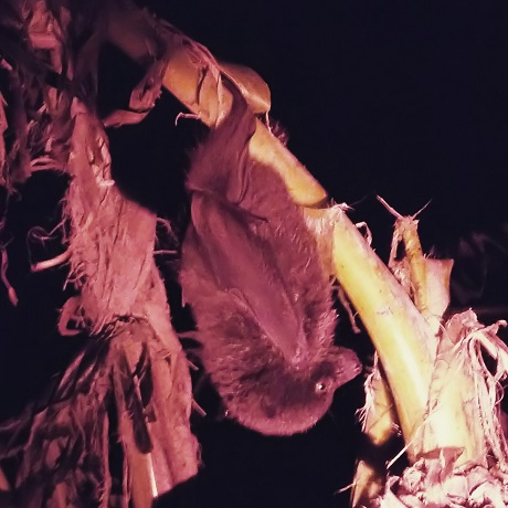 オガサワラオオコウモリ(いつも会えるとは限りません)