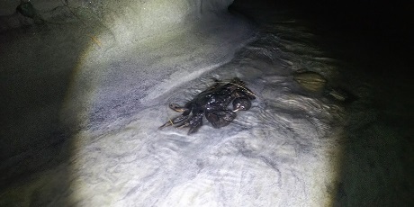 固有種モクズガニ