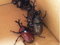 ブルーベリー狩り 時間無制限 園内食べ放題 カブトムシ観察 お持ち帰りもできちゃう ファミリー カップルにおすすめ 松井農園 じゃらん遊び体験