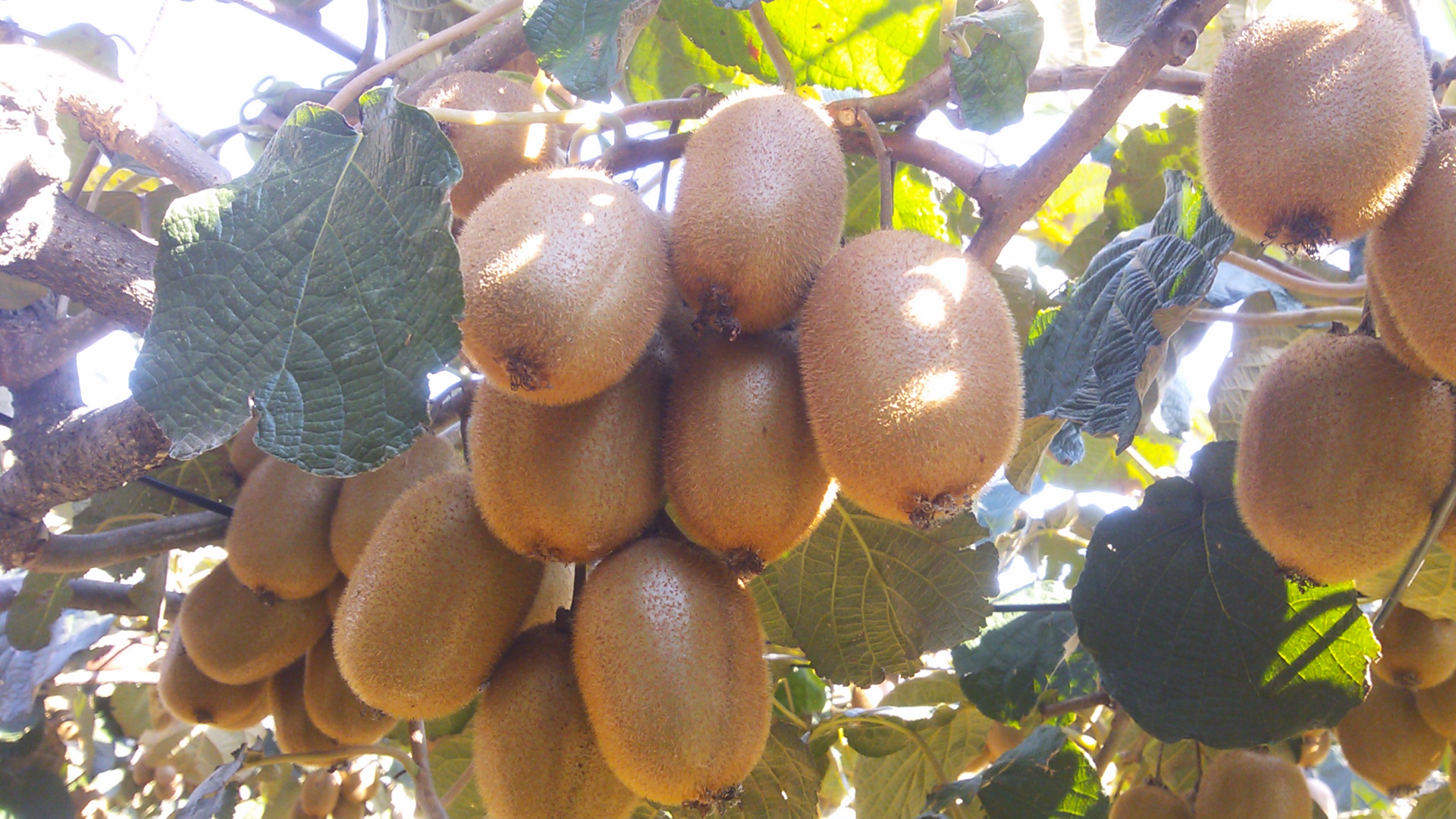 たわわに実っています♪