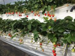 北九州のいちご狩りランキングtop8 じゃらんnet 北九州のいちご狩りランキングtop8 じゃらんnet