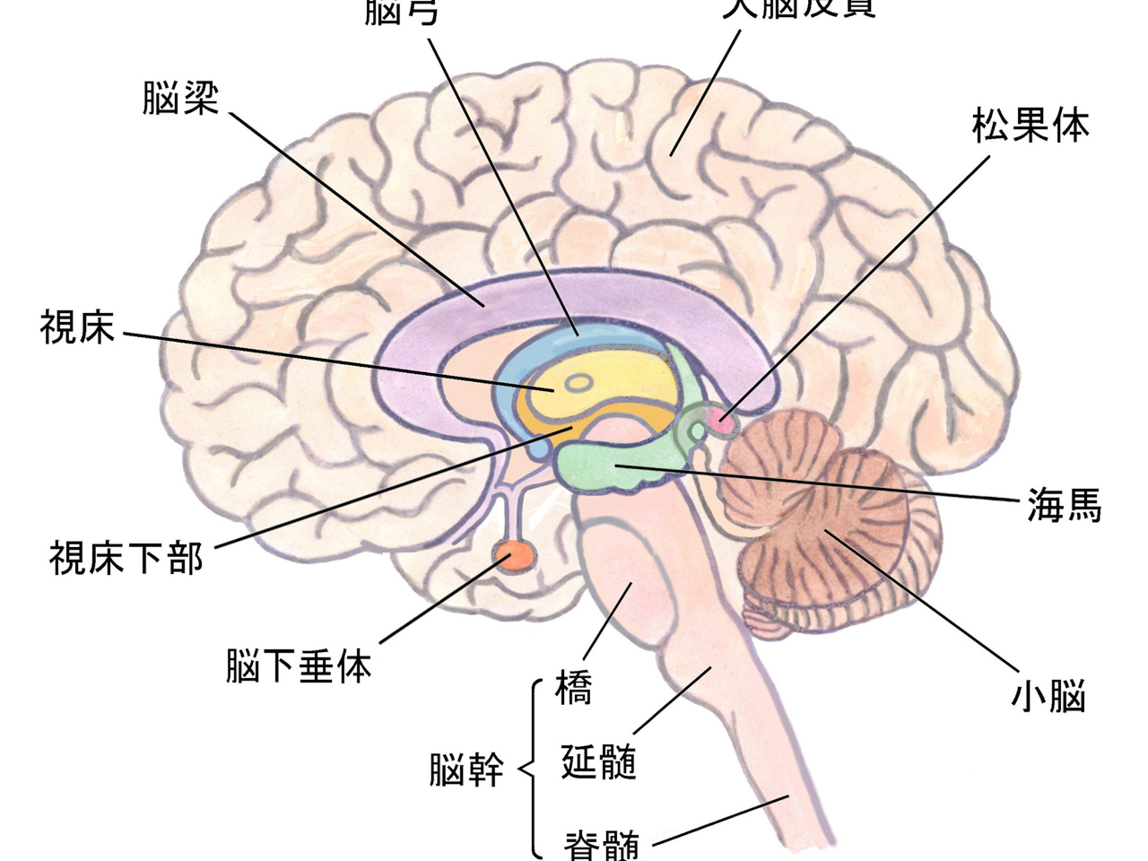 肪ǂ̂悤ɑ̂ɍpĂ̂Ả[`ƂƂɐAƓƂ̋ɂĂl邫ɂȂułBA}̎i您l̕