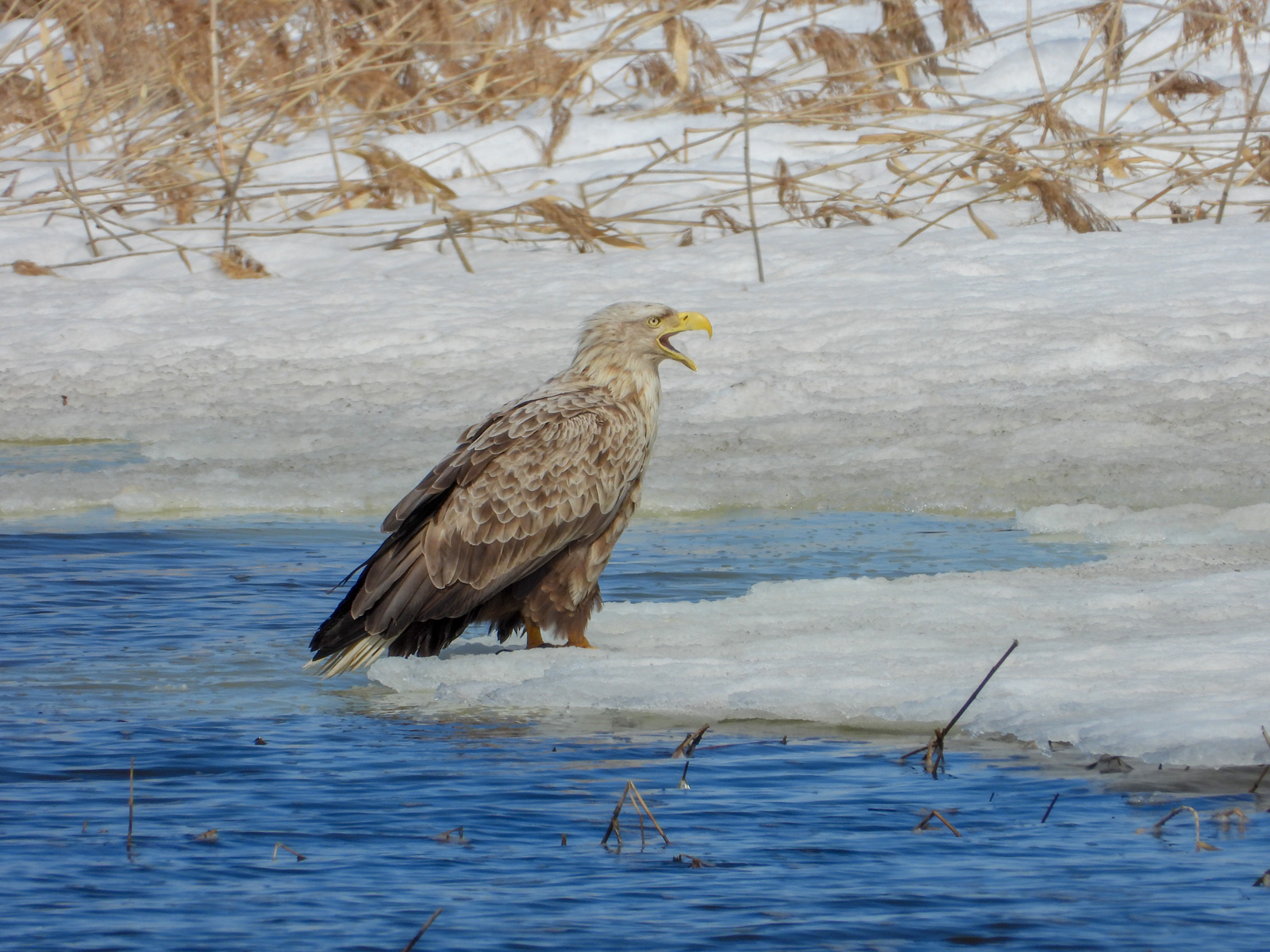 �I�W�����V