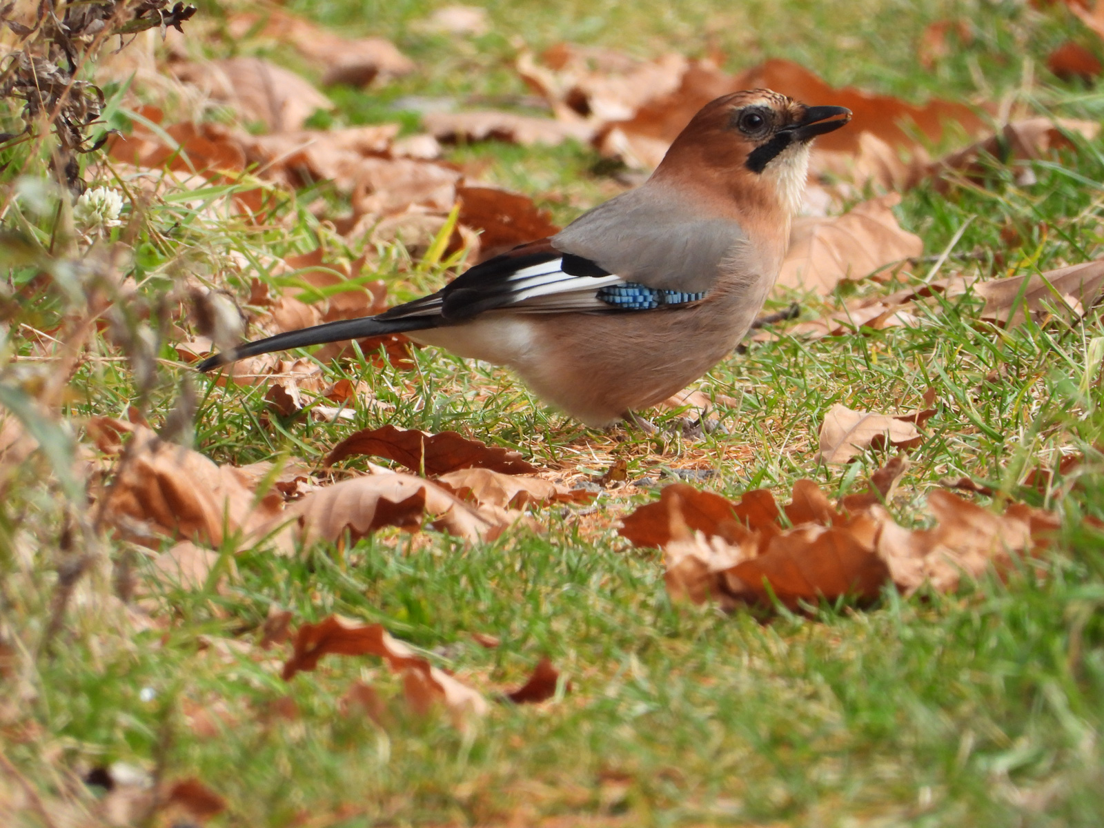 ����~���}�J�P�X