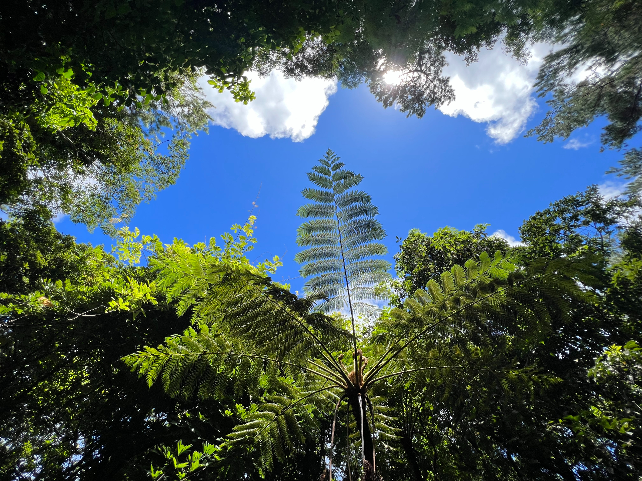 X̒̌Ԃ猩Ảɂ͖ؐV_̌ŗL}n`