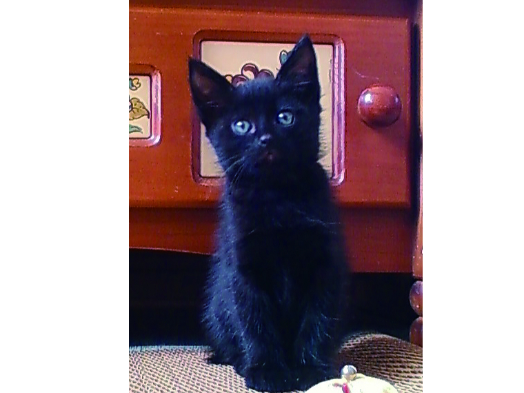 Presented by Gold & Silver Artisan TOMIGIN