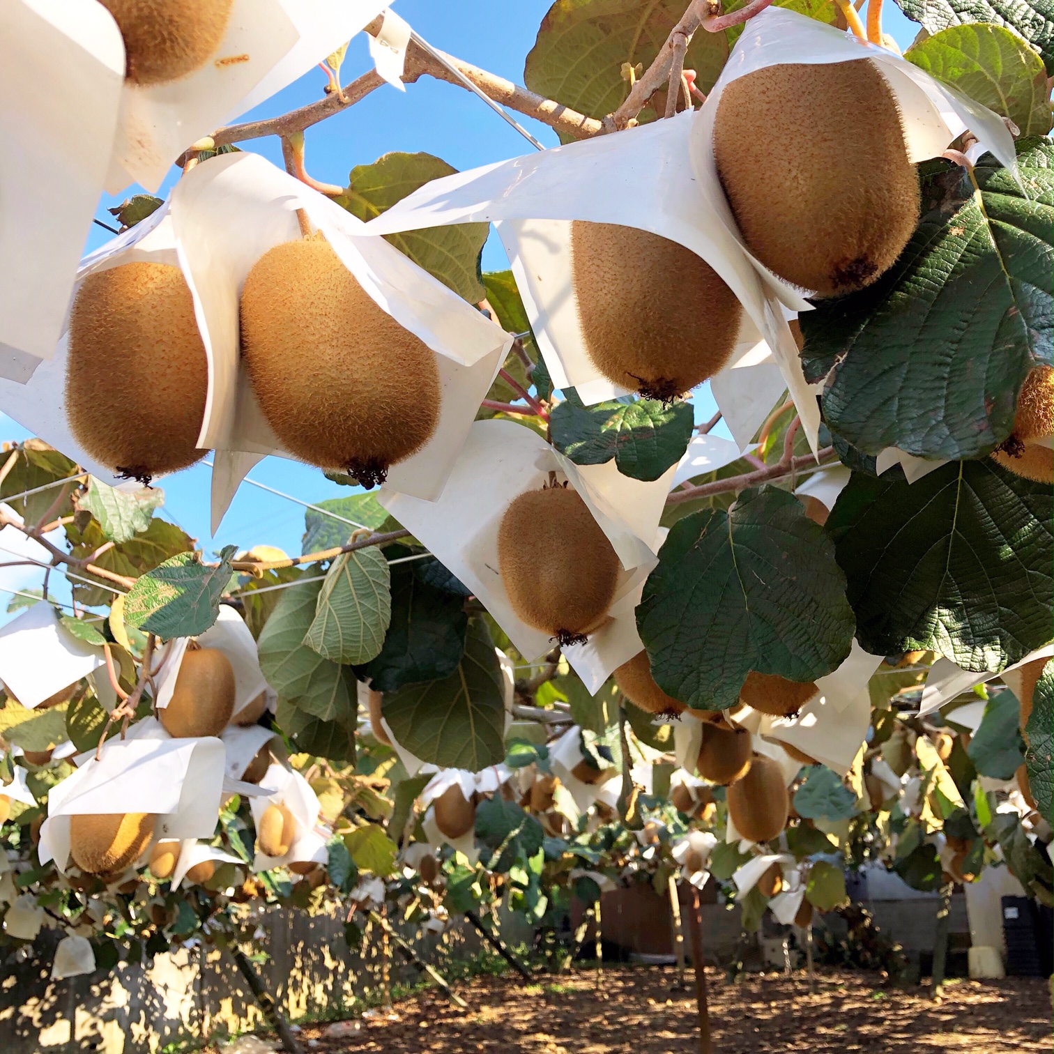 たのしいキウイ狩り!