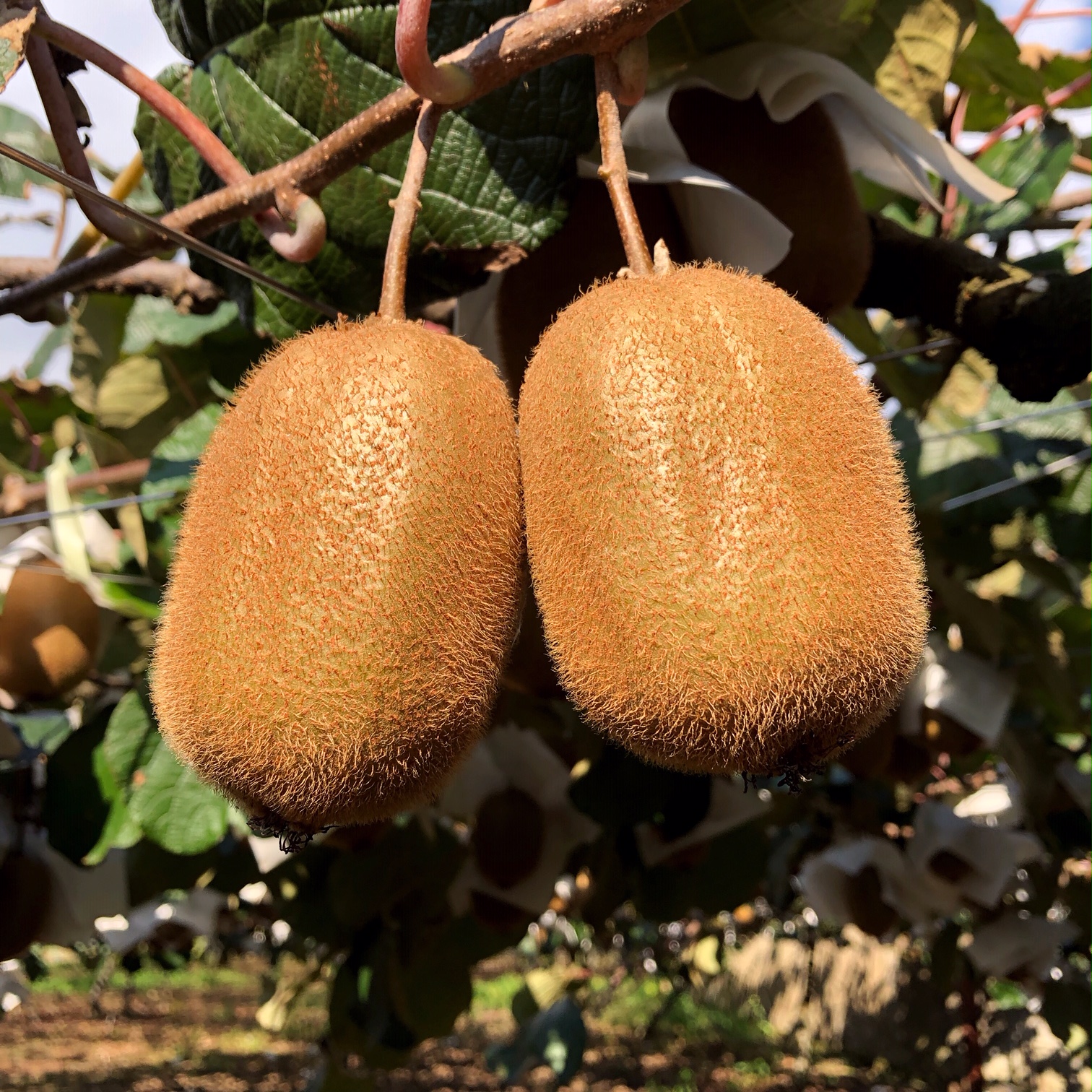 スーパーではなかなか出会えない大きさ!