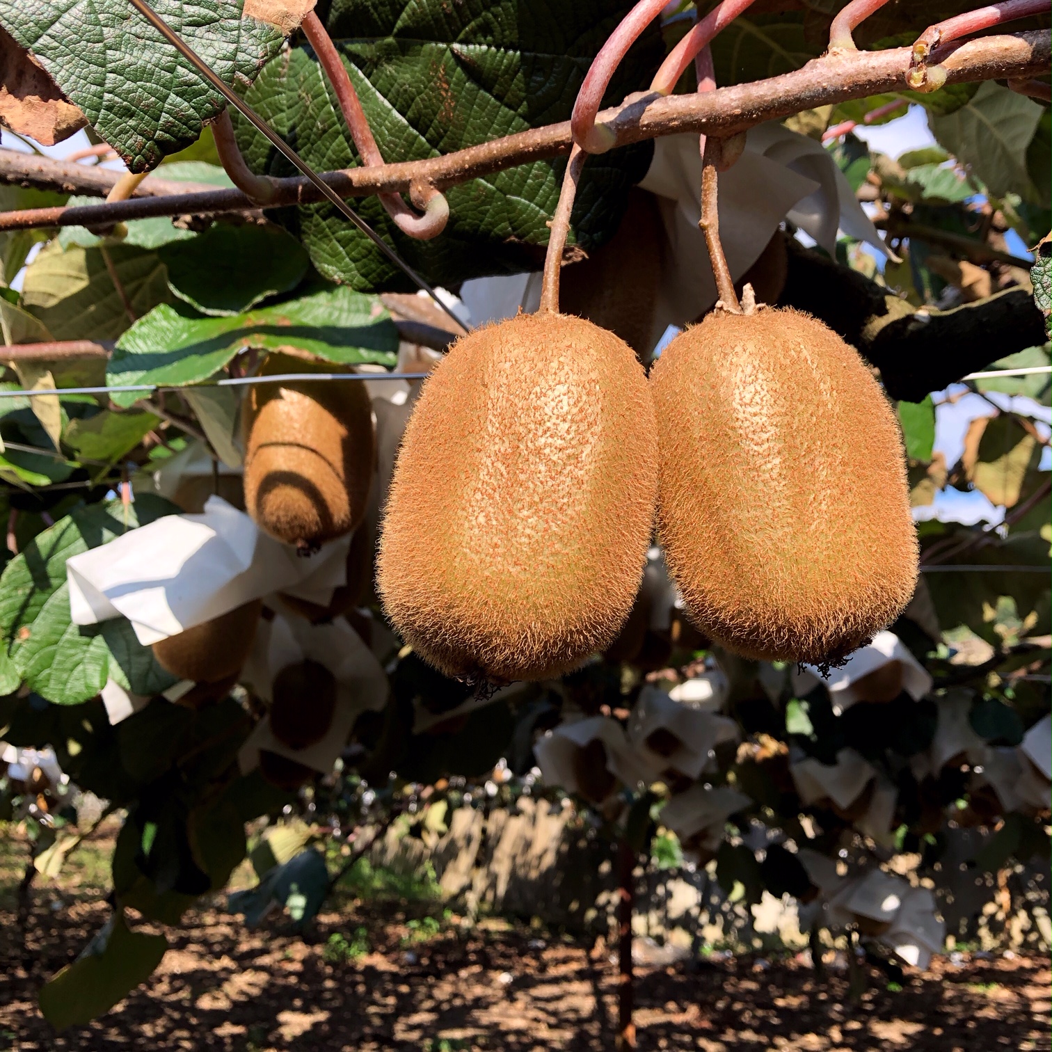 スーパーではなかなか出会えない大きさ!