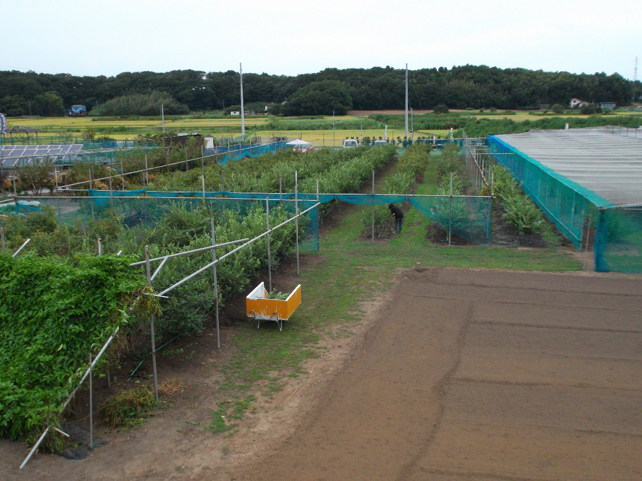 SiBɐHׂȂ悤ɃlbgŕĂ܂BcڂƔɈ͂܂Ă܂B