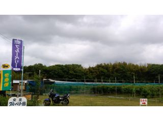 都心から70分と近いのですが、ブルーベリー園の周りは、田んぼと畑に囲まれて、静かな環境です。