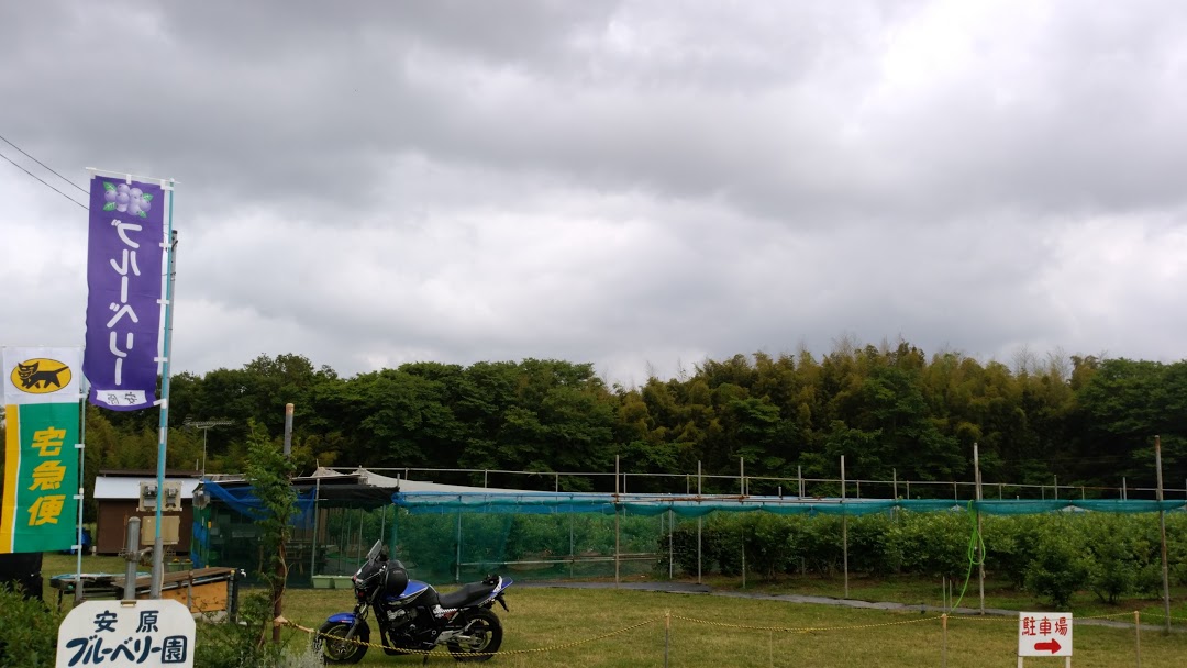 【八千代市・ブルーベリー狩り】入園料+(持ち帰り)プラン・食べ放題ではありません...