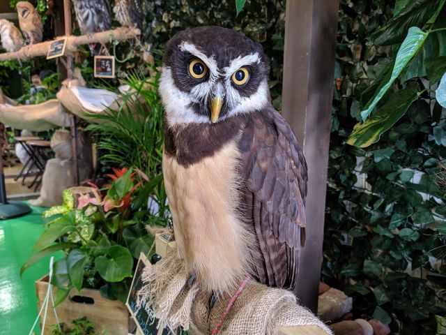 土日祝 可愛いフクロウと触れ合おう 入店60分間 1ドリンク付 ふくろうカフェfuku じゃらん遊び体験 土日祝 可愛いフクロウと触れ合おう 入店60分間 1ドリンク付 ふくろうカフェfuku じゃらん遊び体験