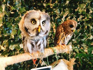 可愛いフクロウと触れ合おう 入店60分間 1ドリンク付 ふくろうカフェfuku じゃらん遊び体験 可愛いフクロウと触れ合おう 入店60分間 1ドリンク付 ふくろうカフェfuku じゃらん遊び体験