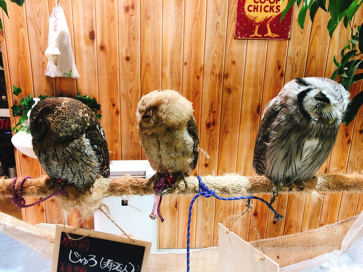 可愛いフクロウと触れ合おう 入店60分間 1ドリンク付 ふくろうカフェfuku じゃらん遊び体験 可愛いフクロウと触れ合おう 入店60分間 1ドリンク付 ふくろうカフェfuku じゃらん遊び体験