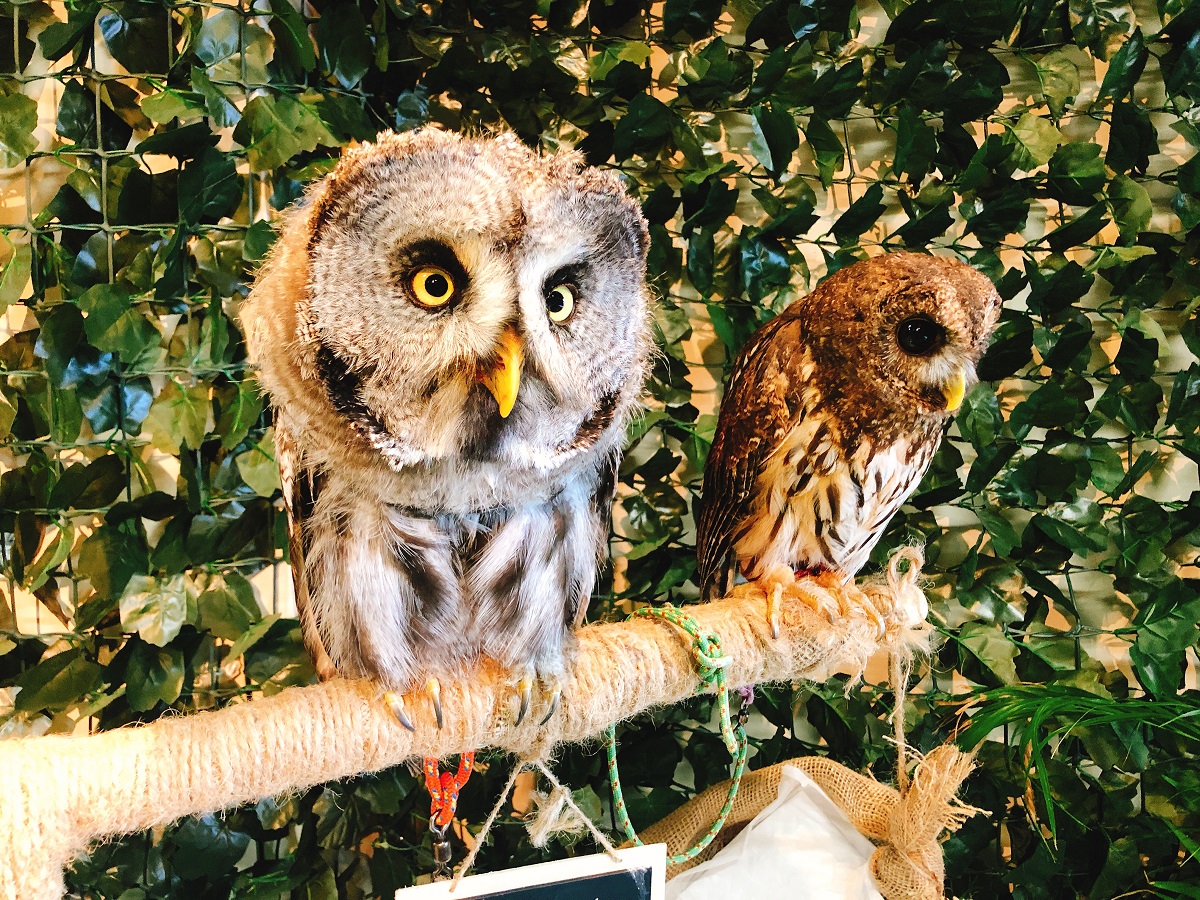 平日 可愛いフクロウと触れ合おう フリータイム 1ドリンク付 ふくろうカフェfuku じゃらん遊び体験