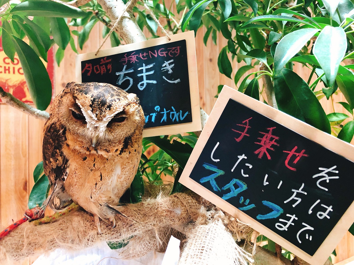 平日 可愛いフクロウと触れ合おう フリータイム 1ドリンク付 ふくろうカフェfuku じゃらん遊び体験