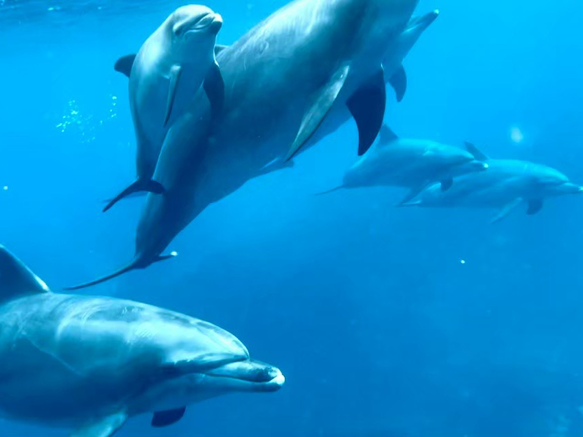 ݂ȓ̃CJƈꏏɐ邱ƂȂ