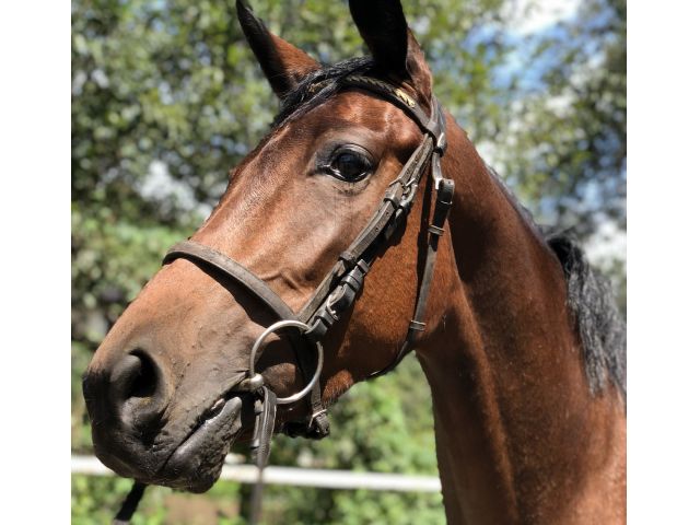 乗馬体験45分 経験者向け 指導は不要 サクッと馬に乗りたい方 栃の葉乗馬クラブ じゃらん遊び体験 乗馬体験45分 経験者向け 指導は不要 サクッと馬に乗りたい方 栃の葉乗馬クラブ じゃらん遊び体験