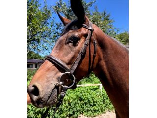 乗馬体験45分 経験者向け 指導は不要 サクッと馬に乗りたい方 栃の葉乗馬クラブ じゃらん遊び体験 乗馬体験45分 経験者向け 指導は不要 サクッと馬に乗りたい方 栃の葉乗馬クラブ じゃらん遊び体験
