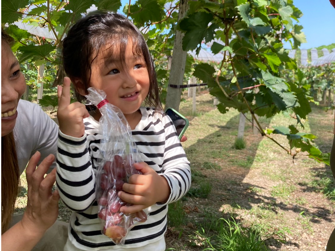 ぶどう狩り1品種】【皮食・糖度20以上希少クイーンセブン】時間無制限