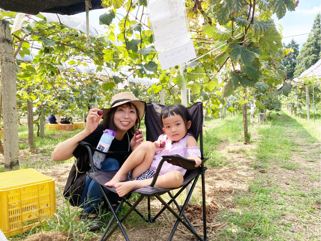 ぶどう狩り1品種】【皮食・糖度20以上希少クイーンセブン】時間無制限