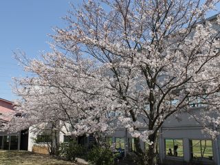 春には満開の桜の下BBQを楽しめます