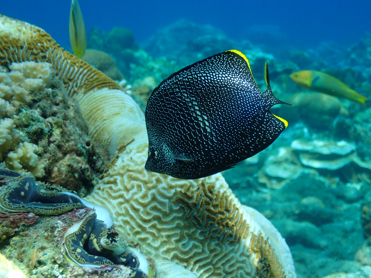 {ŗL̃`E`EIuE[vɂo邩