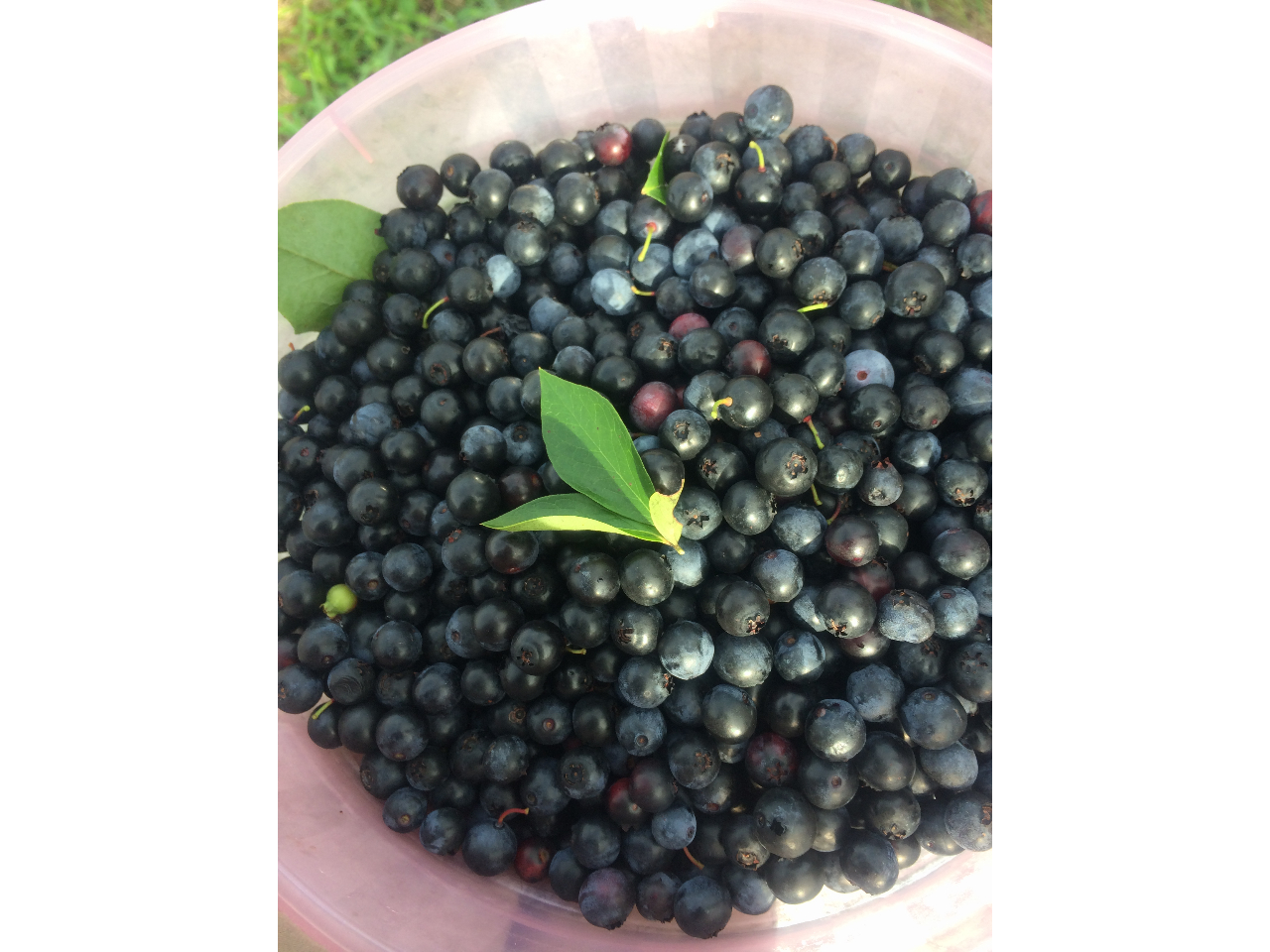 �u���[�x���[��E��Ŋy�������I
