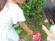 小さなお子様も摘み取り可能です。