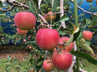 21年分 早期予約可能 入園 食べ放題 りんご狩り 時期によって変わる品種をお楽しみください 阪本観光りんご園 じゃらん遊び体験