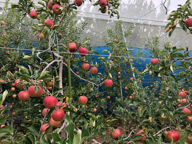 たくさん実ってます