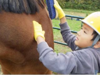 馬のブラッシング体験