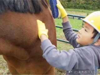 馬のブラッシング体験