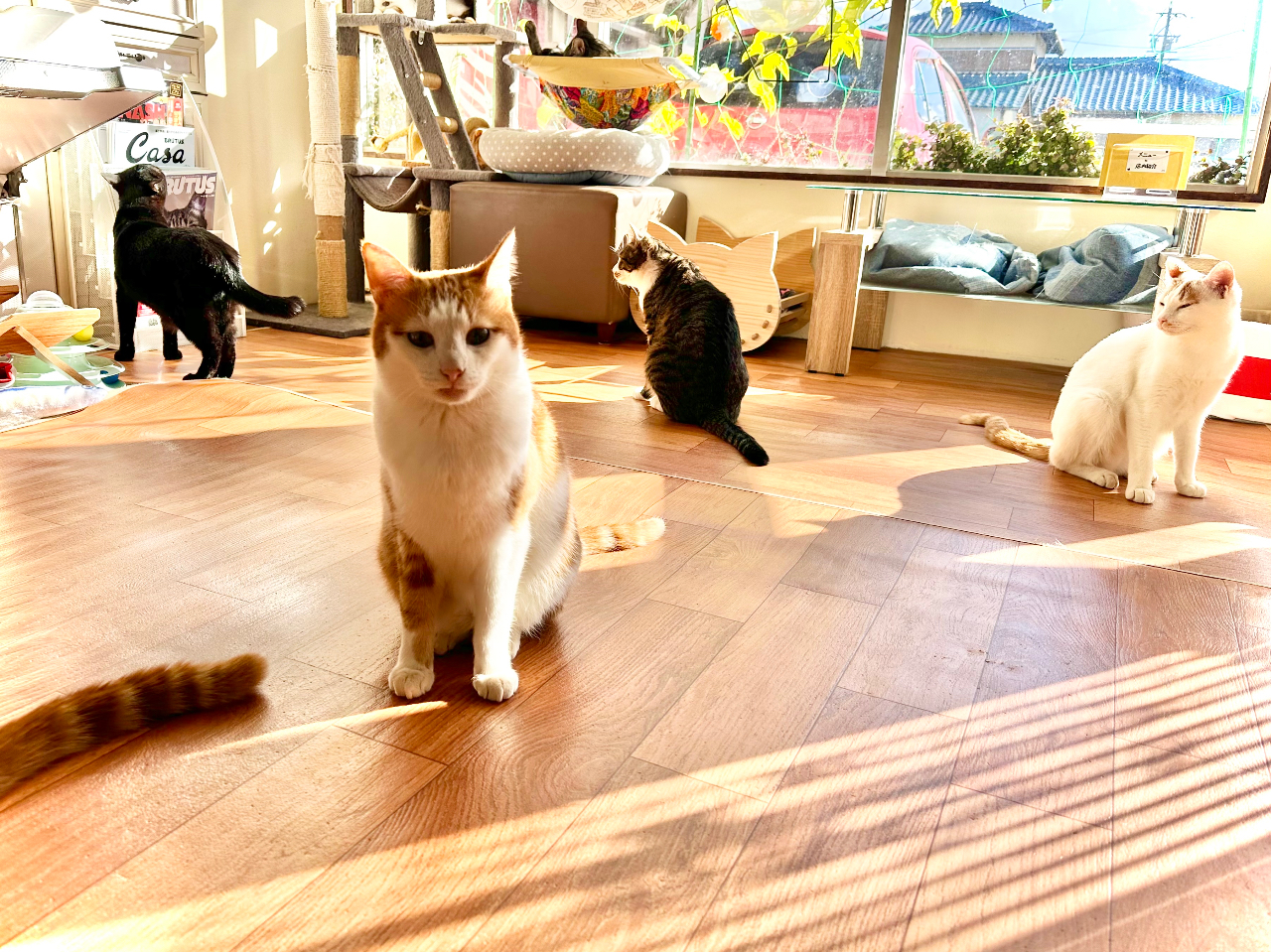 【30分コース】下切駅から徒歩1分◎里親を待っているかわいい猫ちゃんたちがいっぱ...