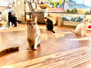 猫たちは自由に動きまわっています