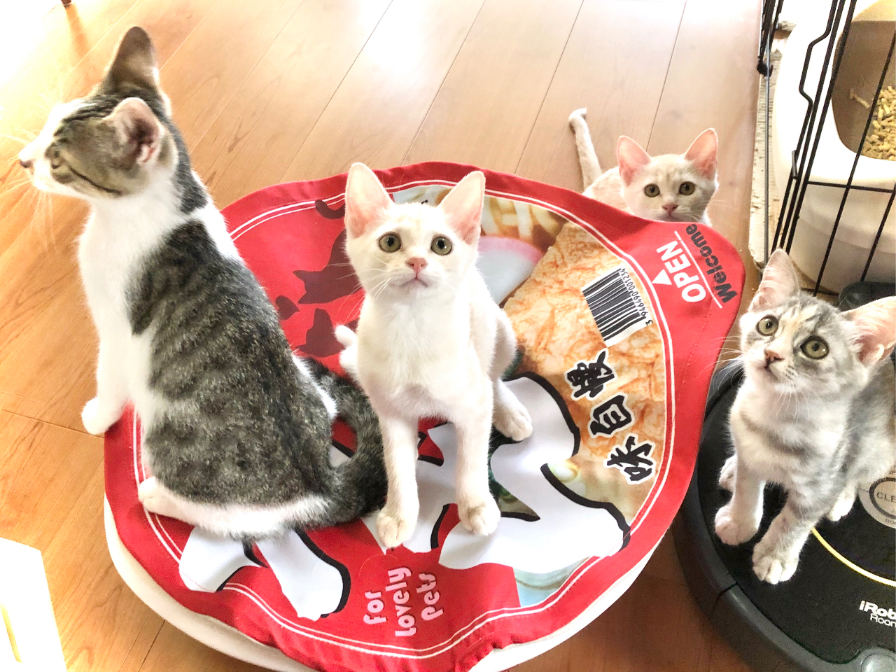 【60分コース】下切駅から徒歩1分◎里親を待っているかわいい猫ちゃんたちと遊ぼう...