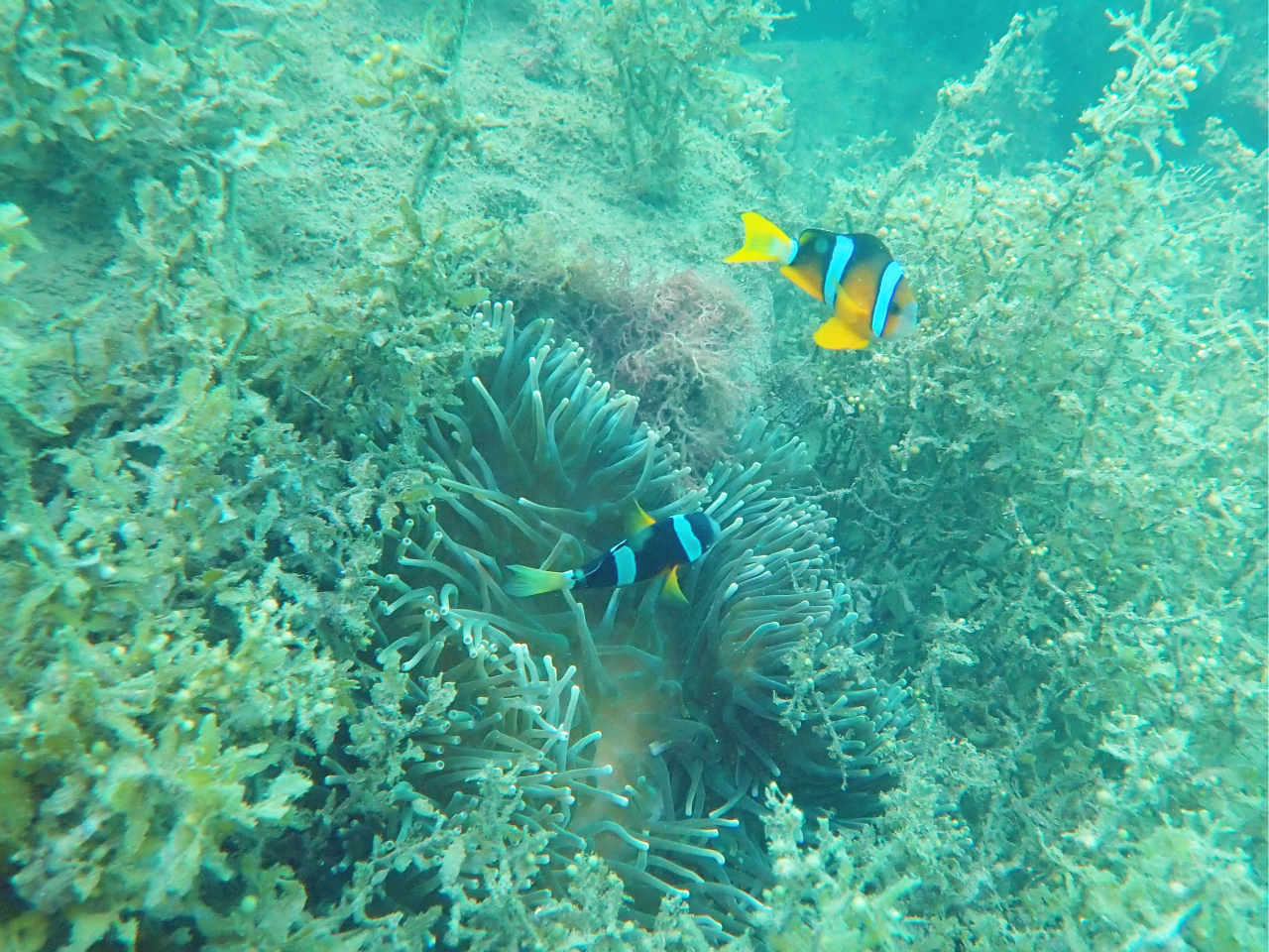 【オーダー用】夏ビーチ② 砂浜と海中セット カッティングダイ 水族館 夏シーズン】水床湾・太平洋カヤック＆スノーケル体験＜ガイドが撮影