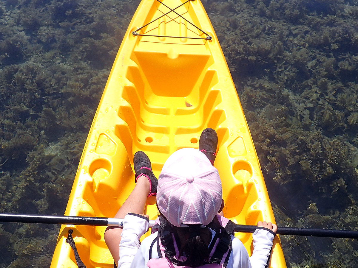 春は海草のシーズン!水面からの海中観察も楽しい時期です
