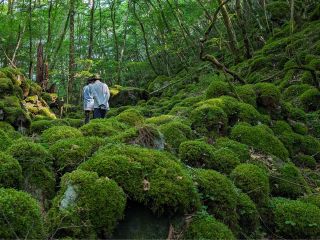 苔の森をトレッキング