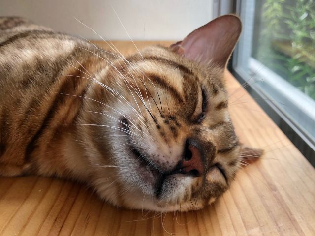 世界一小さな猫カフェ のプラン 世界一小さな猫カフェ じゃらん遊び体験 世界一小さな猫カフェ のプラン 世界一小さな猫カフェ じゃらん遊び体験