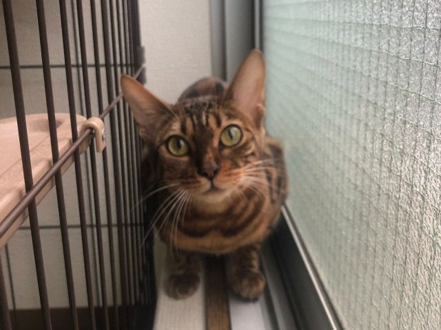 世界一小さな猫カフェ のプラン 世界一小さな猫カフェ じゃらん遊び体験 世界一小さな猫カフェ のプラン 世界一小さな猫カフェ じゃらん遊び体験